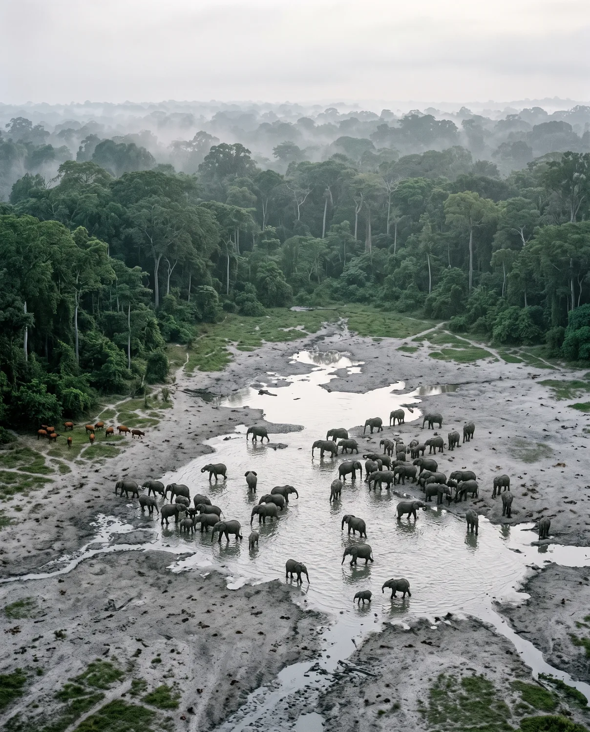 Central African Republic